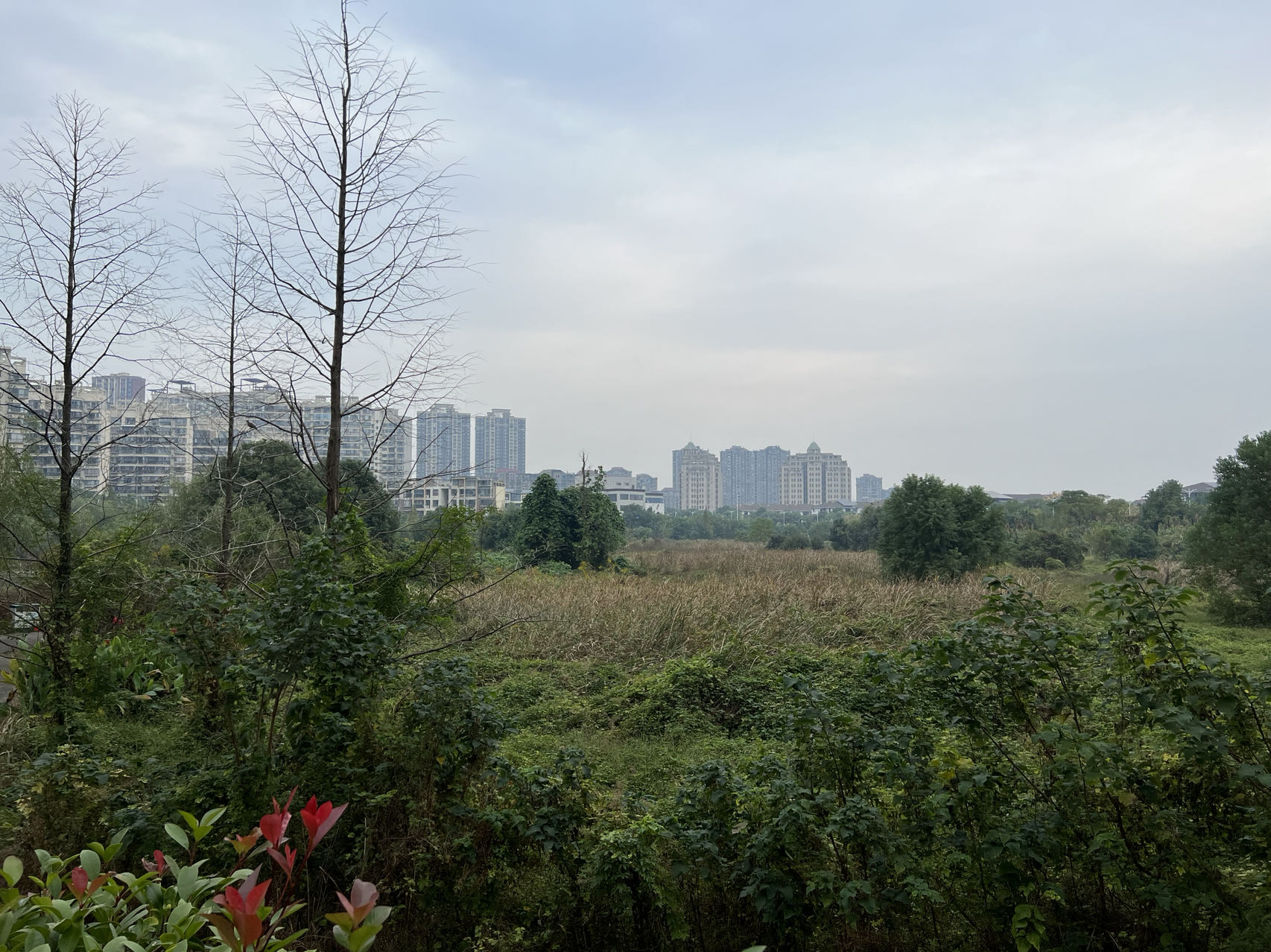 早晨,你好 早晨,你好